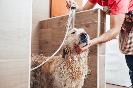 dog grooming business at work