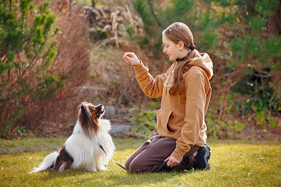 girl feeding a papillon dog a treat