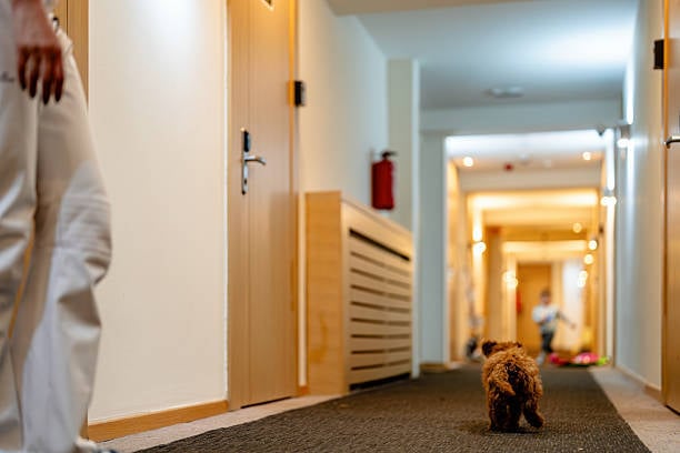 istockphoto-2224112080-612x612