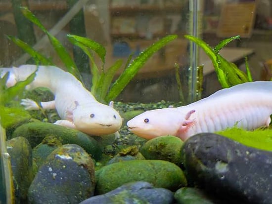 smiling axolotl pet