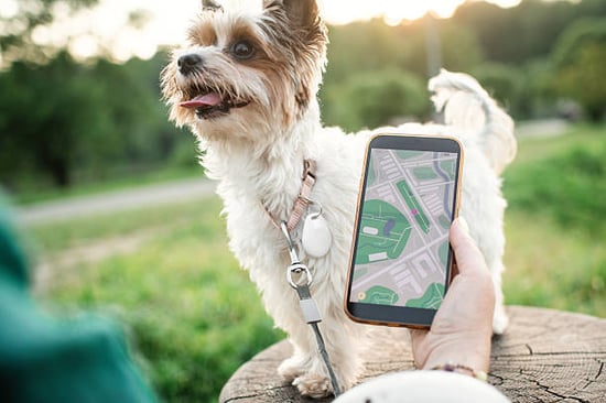 dog with gps tracker collar and associated smartphone app