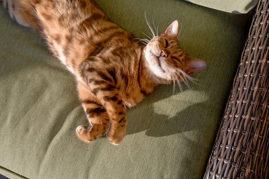 smiling sunbathing bengal cat