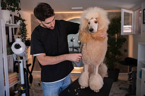 furry client getting professional poodle cut 