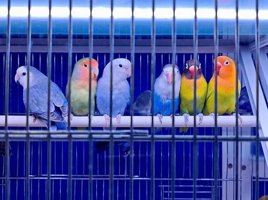 pet birds in a warm cage with light