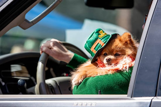 person driving with leprechaun dog