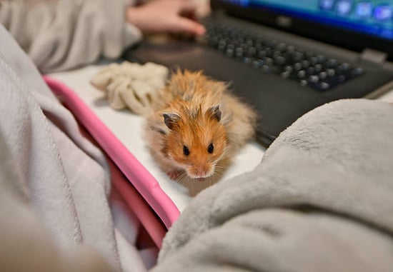 person with hamster on computer