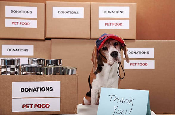 A dog wearing a hat sits in front of pet food donation boxes