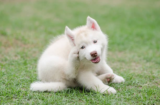 Navigating Seasonal Pet Allergies