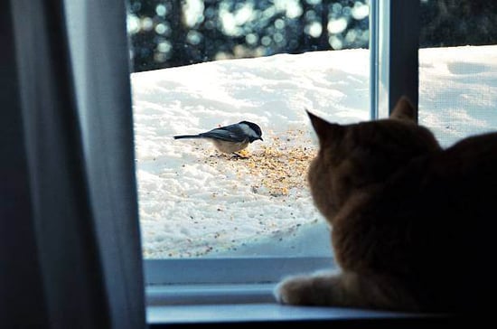 A cat watches a bird