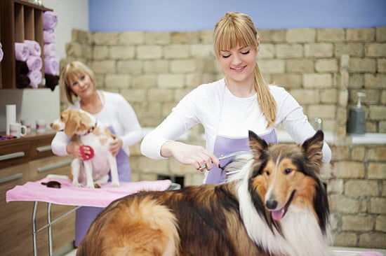 dog groomers in matching uniforms working on their dog clients