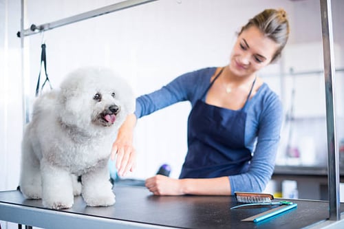 How to Incorporate Eco-Friendly Practices into Your Dog Grooming Business