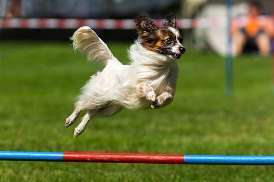 an athletic papillon dog on an agility course