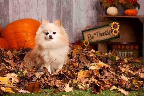 Incorporating Seasonal Decor: Making Your Pet Business Fall-Ready