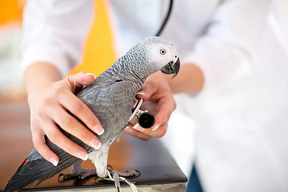 A person checks a bird's heartbeat using a stethescope