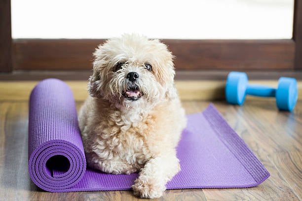 Implementing a Canine Fitness Program