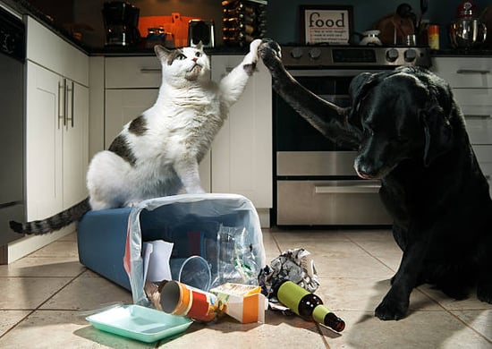 cat and dog teaming up to knock over trash