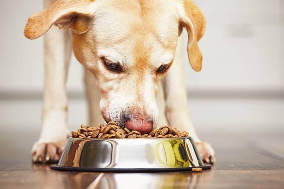 A labrador dog eats kibble from a bowl