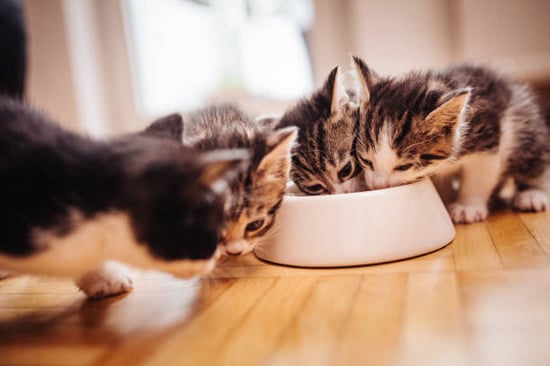 kittens eating out of a bowl
