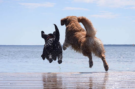 Two dogs run toward a beach