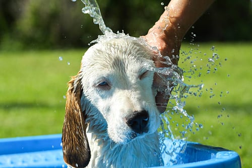 Preventing Heatstroke in Dogs