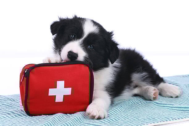 Cost-Efficient Practices in Dog Boarding