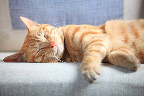 A cat sleeps on a bed