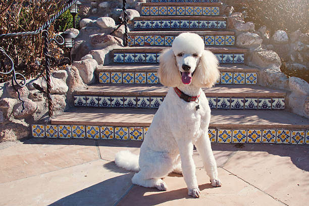 Meet the Breed: Standard Poodle