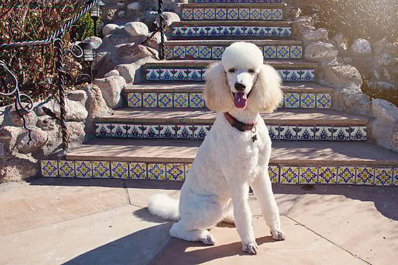 A white standard poodle sits on a sidewalk
