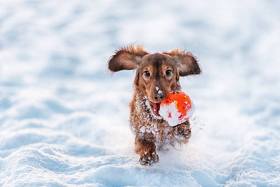 dog playing outside in the snow with a ball