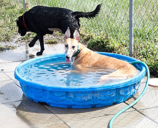 dogs cooling off outside in a kiddie pool