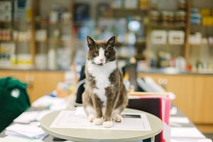 Payment Processing for Pet-Care Businesses: Top Tips & Tools