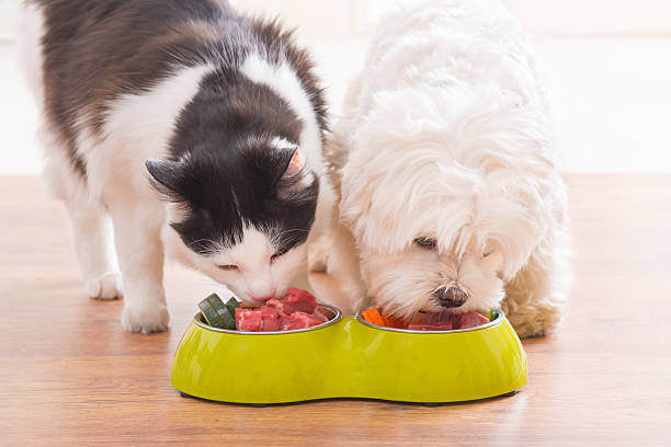 The Impact of Diet on Pet Behavior