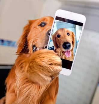Leveraging Social Media for Effective Dog Boarding Promotions