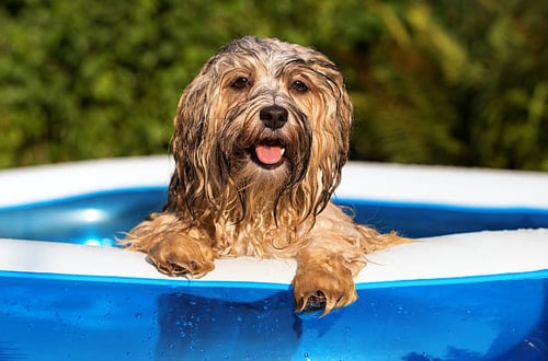 Summer Safety Tips for Pets