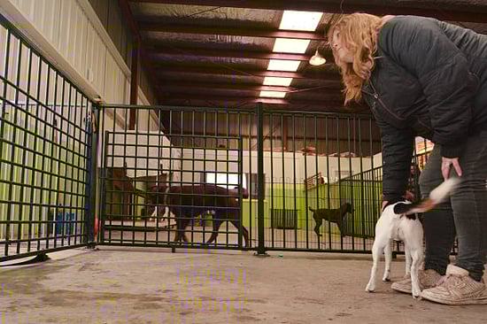 kennel staff with dogs about to clean kennel surfaces
