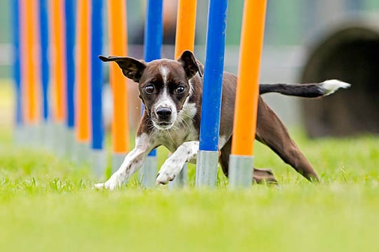 Enrichment Methods for Dogs