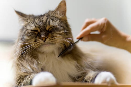 How to Prepare Your Cat for their First Grooming Appointment