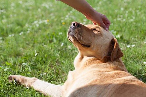 Catering to the Emotional Needs of Dogs in Kennels and Daycares