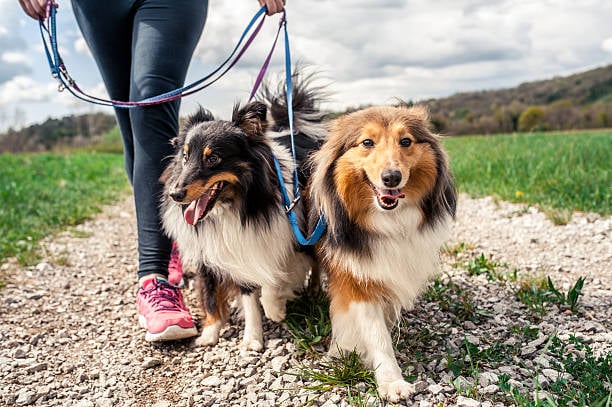 Unlocking Business Insights: The Power of Reports in Revelation Pets
