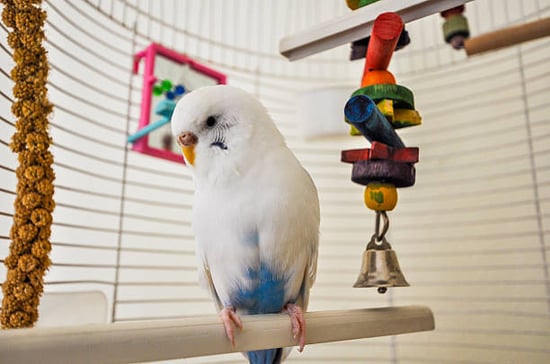 bird with toys and stimulating activities in cage