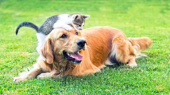 A dog and cat sit together outside