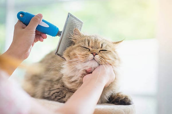 A person brushes a cat