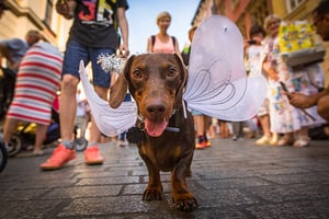 How to Organize a Halloween Pet Parade