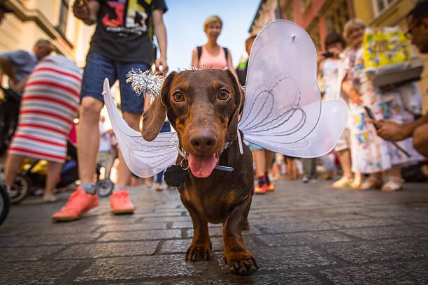 Hosting a Spook-tacular Pet Costume Contest at Your Pet-Care Business