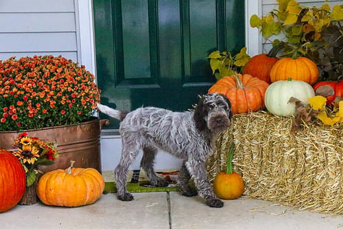Incorporating Seasonal Decor: Making Your Pet Business Fall-Ready