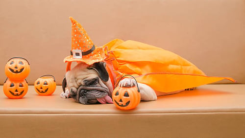 10 Ways to Celebrate Halloween with Your Canine Customers