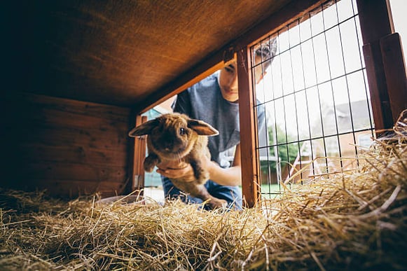 A person puts a bunny inside a hay-filled pen