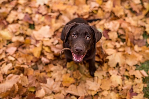 Preparing Your Pet-Care Facility for Fall: A Comprehensive Guide
