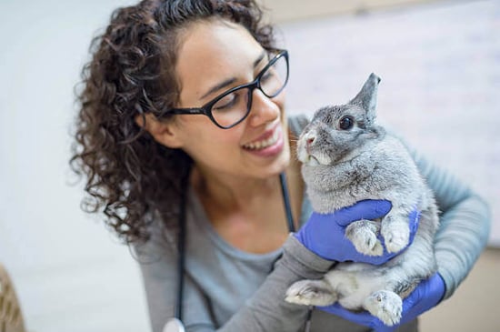 A female veterinarian holds a rabbit