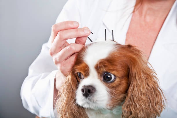 Holistic Dog Care: Going Beyond the Basics